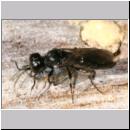 Passaloecus sp - Grabwespe 03 5-7mm mit Blattlaus.jpg